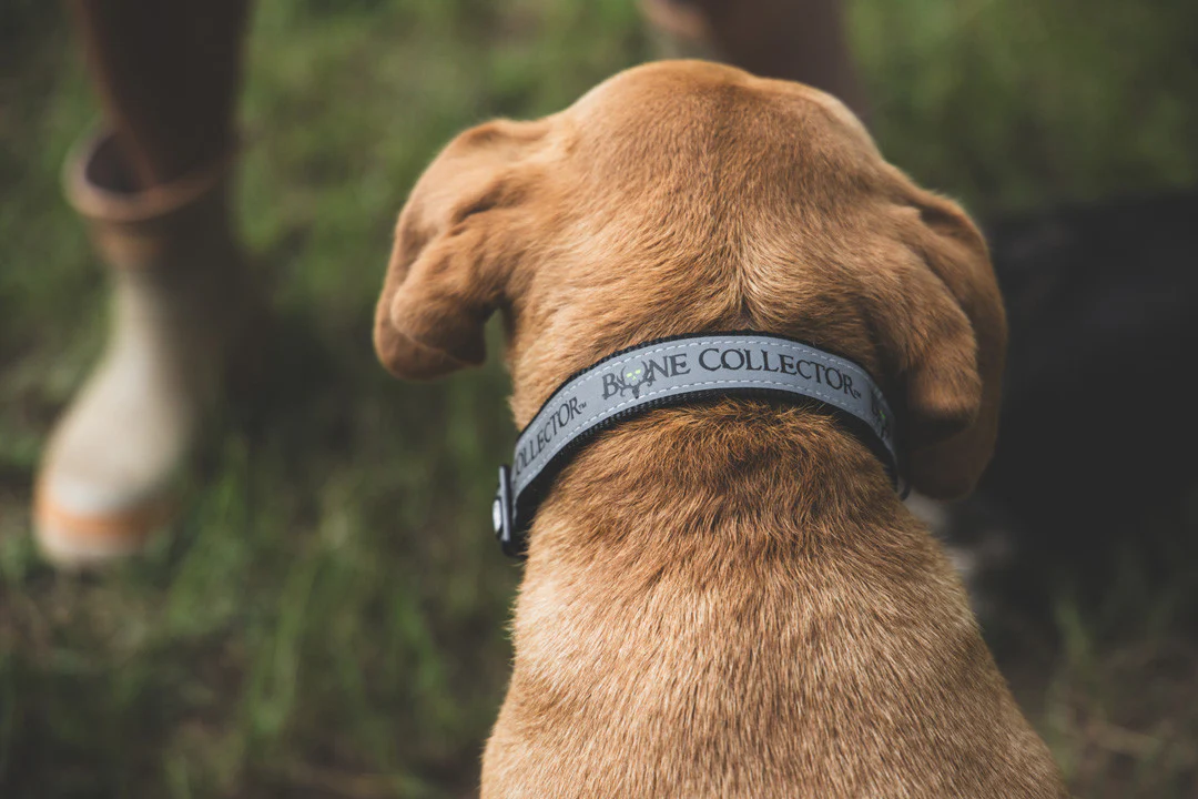 Bone Collector Reflective Pet Collar - Image 4