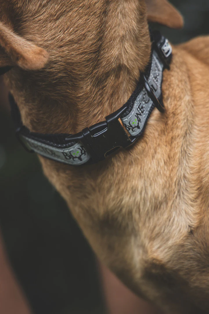 Bone Collector Reflective Pet Collar - Image 5