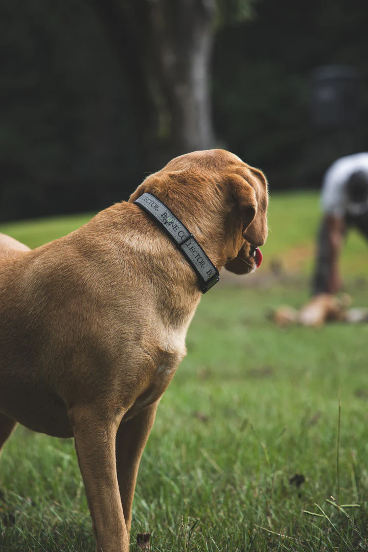 Bone Collector Reflective Pet Collar - Image 6