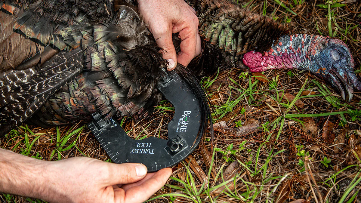 Turkey Tool - Image 3