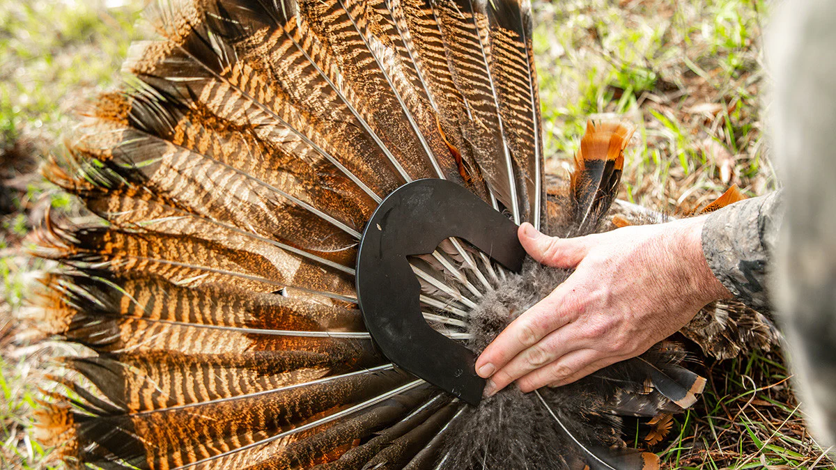 Turkey Tool - Image 4